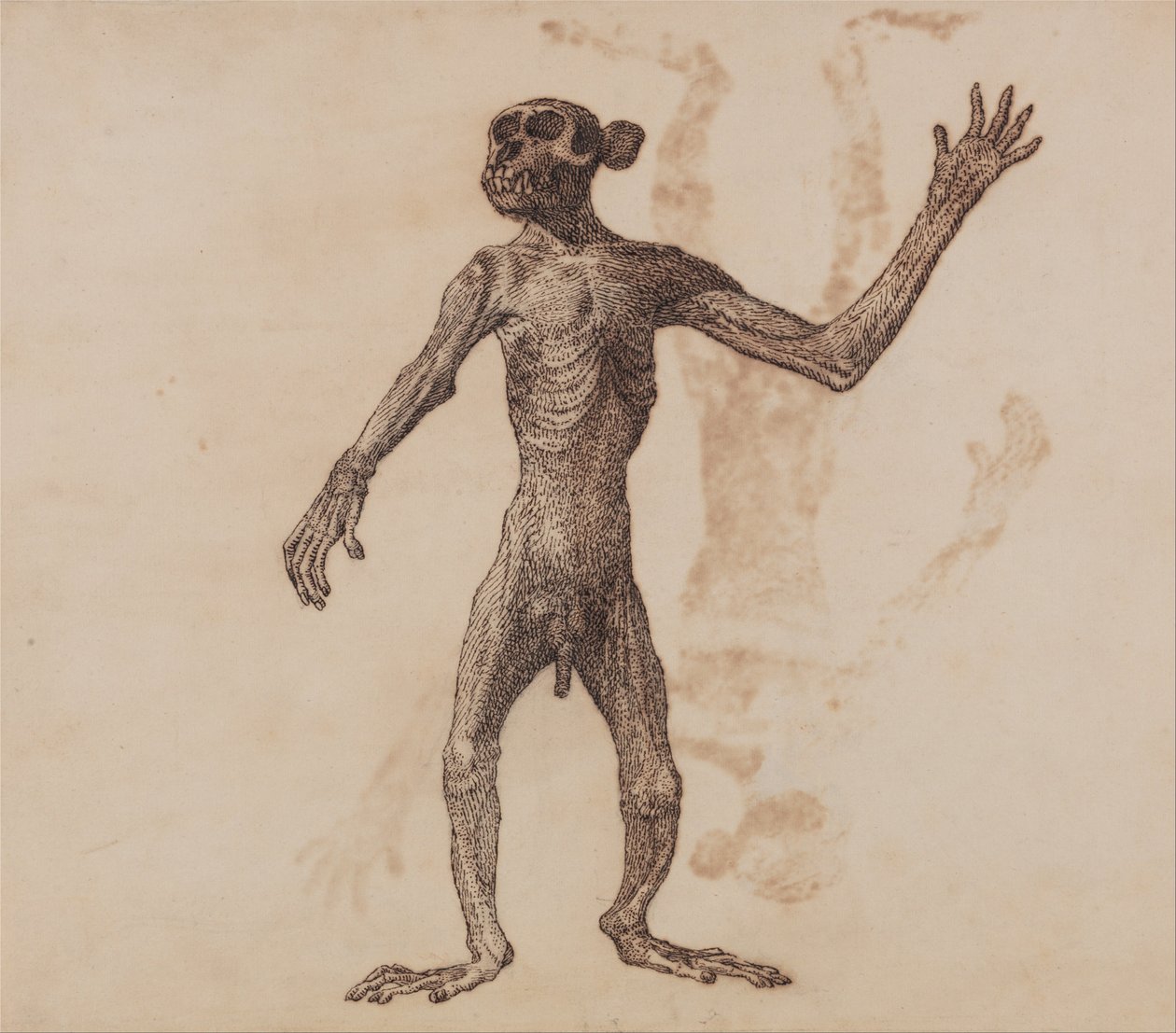 A Comparative Anatomical Exposition of the Structure of the Human Body with That of a Tiger and a Cow by George Stubbs