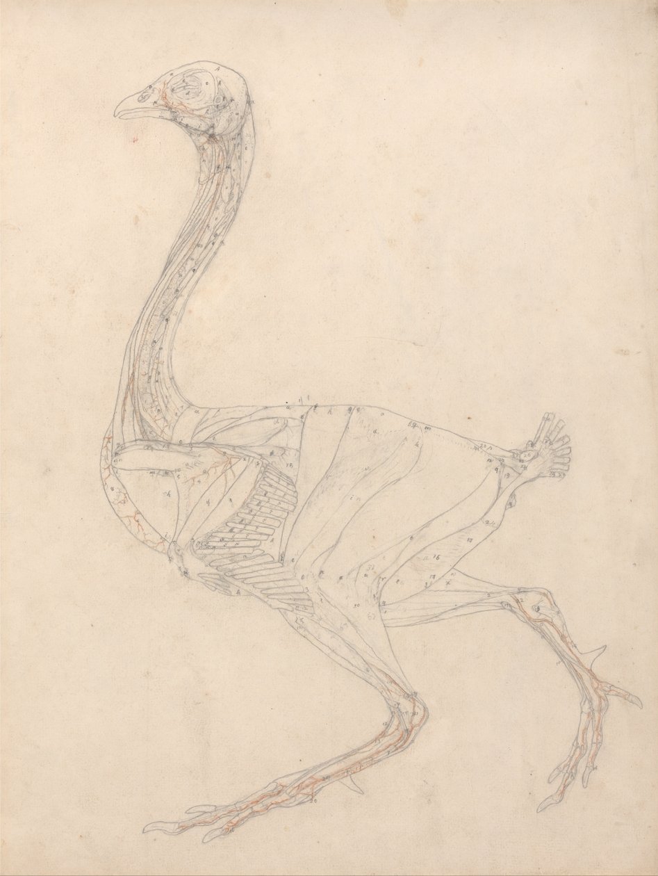 A Comparative Anatomical Exposition of the Structure of the Human Body with That of a Tiger and a Cow by George Stubbs