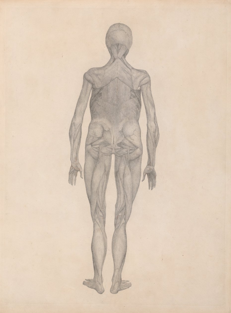 A Comparative Anatomical Exposition of the Structure of the Human Body with That of a Tiger and a Cow by George Stubbs