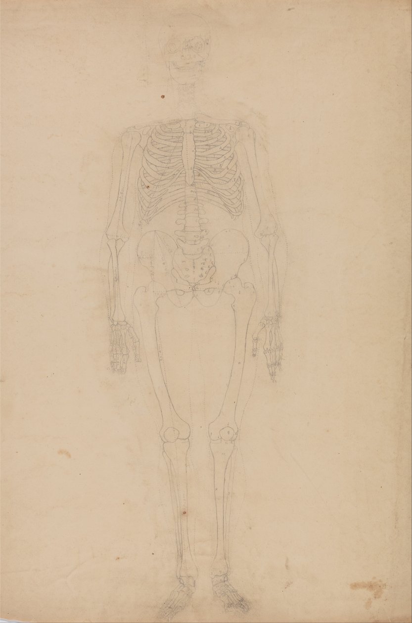 A Comparative Anatomical Exposition of the Structure of the Human Body with That of a Tiger and a Cow by George Stubbs