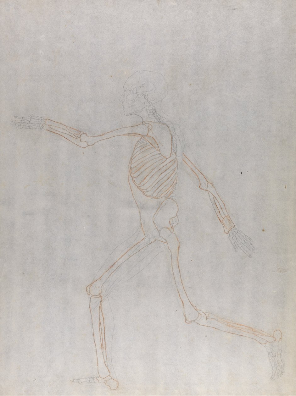 A Comparative Anatomical Exposition of the Structure of the Human Body with That of a Tiger and a Cow by George Stubbs