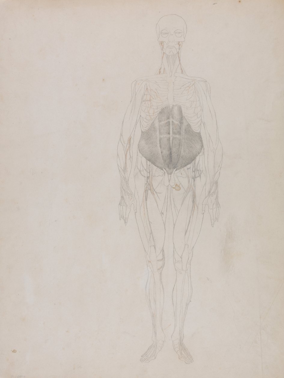 A Comparative Anatomical Exposition of the Structure of the Human Body with That of a Tiger and a Cow by George Stubbs