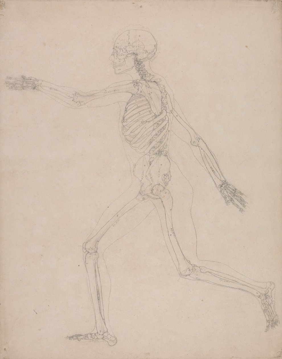 A Comparative Anatomical Exposition of the Structure of the Human Body with that of a Tiger and a Cow by George Stubbs