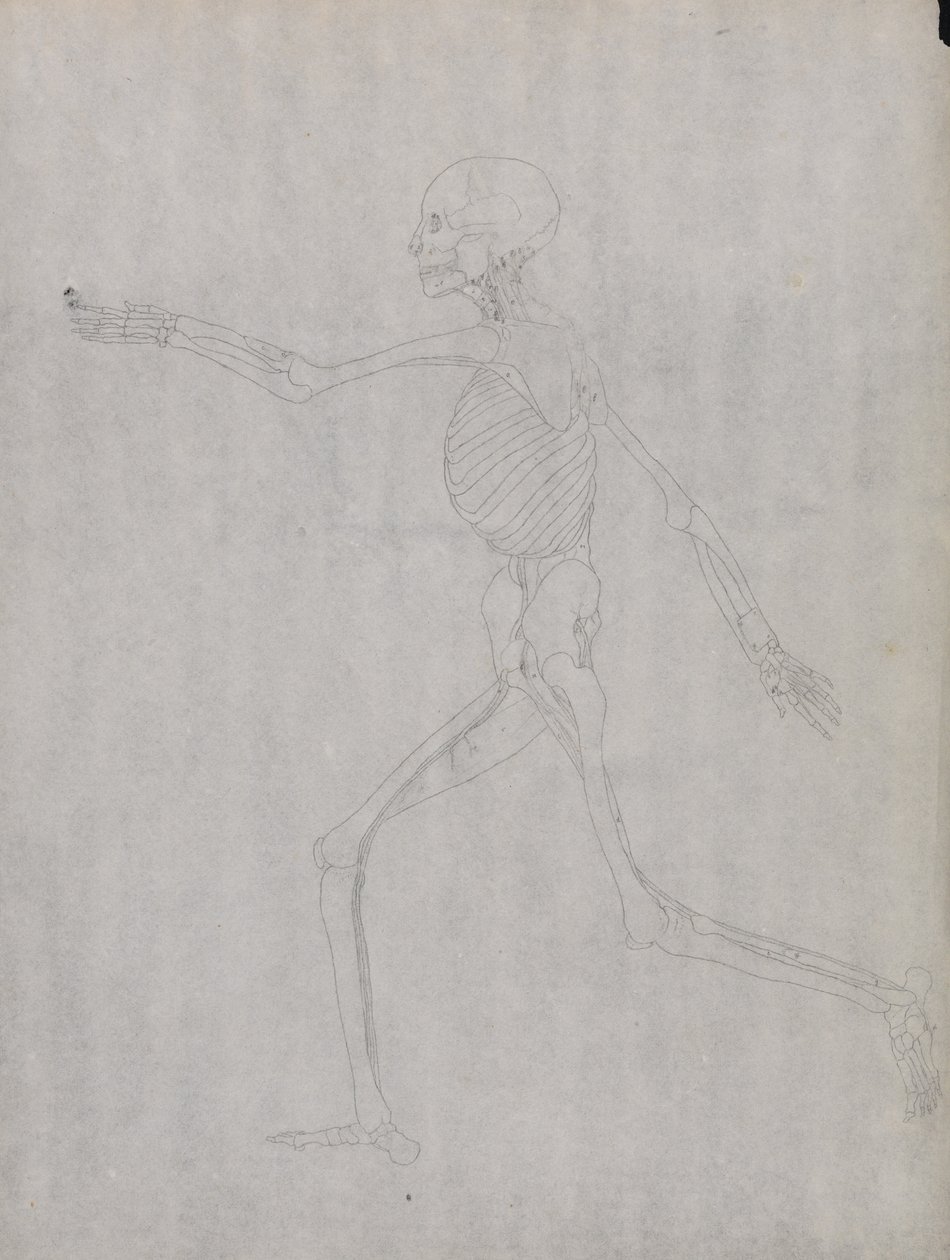 A Comparative Anatomical Exposition of the Structure of the Human Body with that of a Tiger and a Cow by George Stubbs