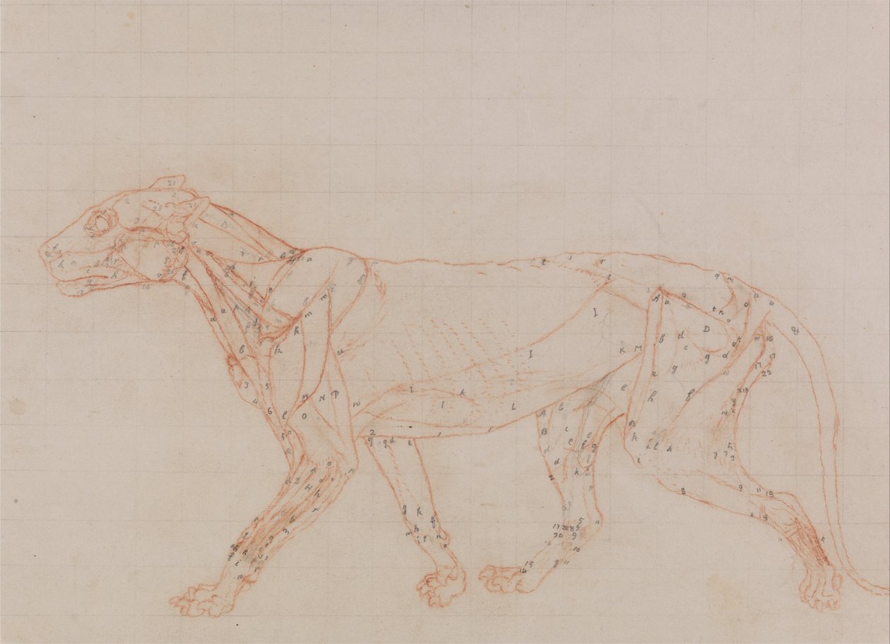A Comparative Anatomical Exposition of the Structure of the Human Body with that of a Tiger and a Cow by George Stubbs