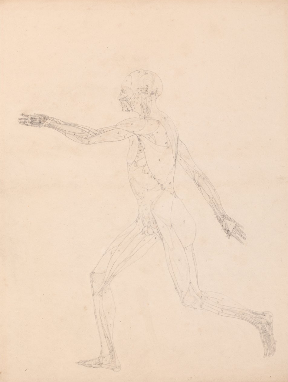 A Comparative Anatomical Exposition of the Structure of the Human Body with that of a Tiger and a Cow by George Stubbs