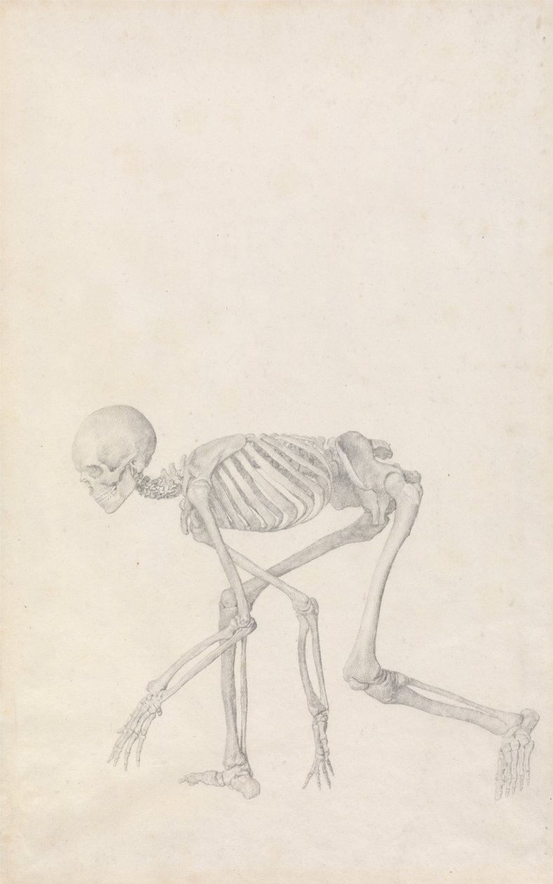 A Comparative Anatomical Exposition of the Structure of the Human Body with that of a Tiger and a Cow by George Stubbs