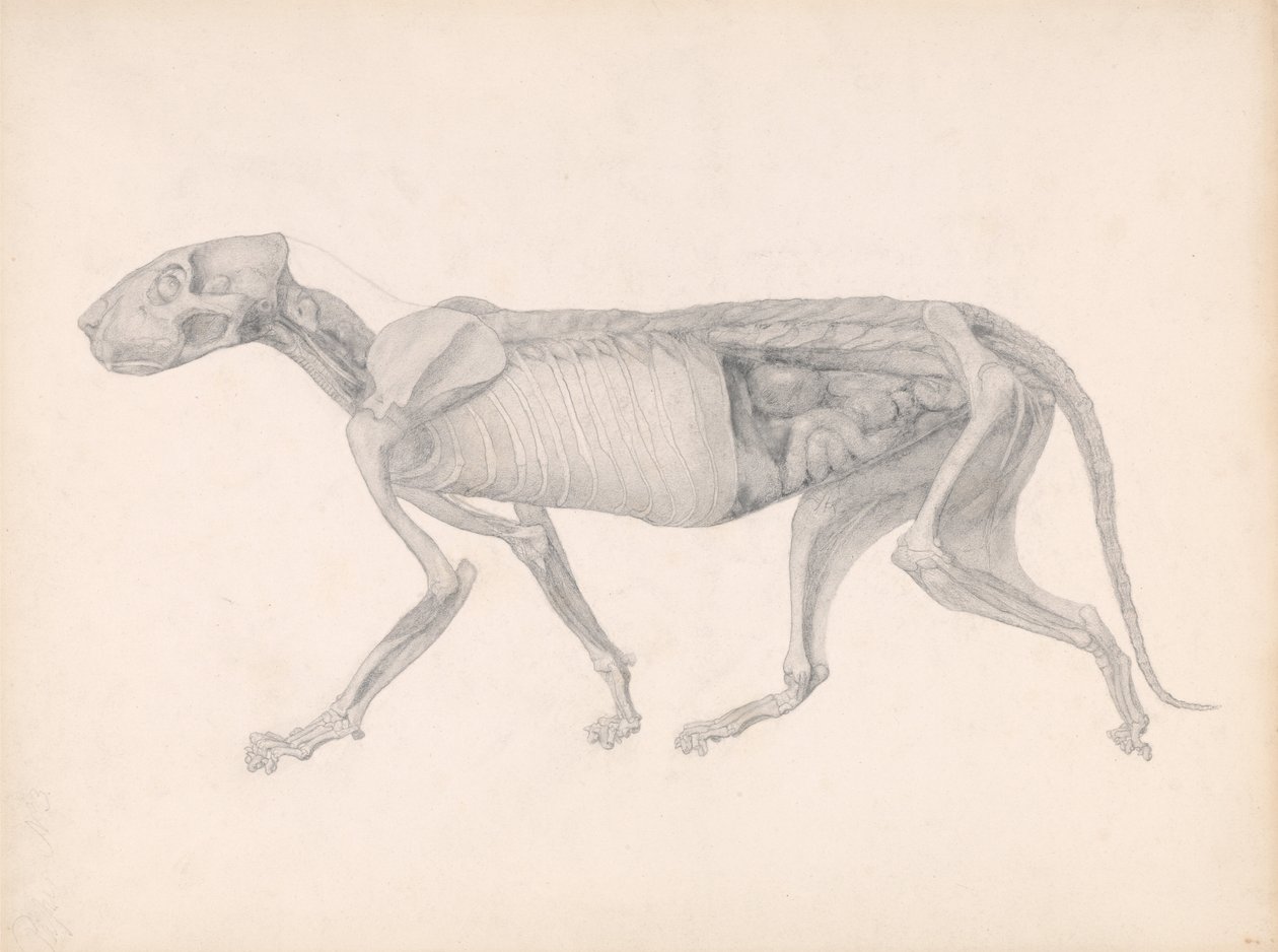 A Comparative Anatomical Exposition of the Structure of the Human Body with that of a Tiger and a Cow by George Stubbs