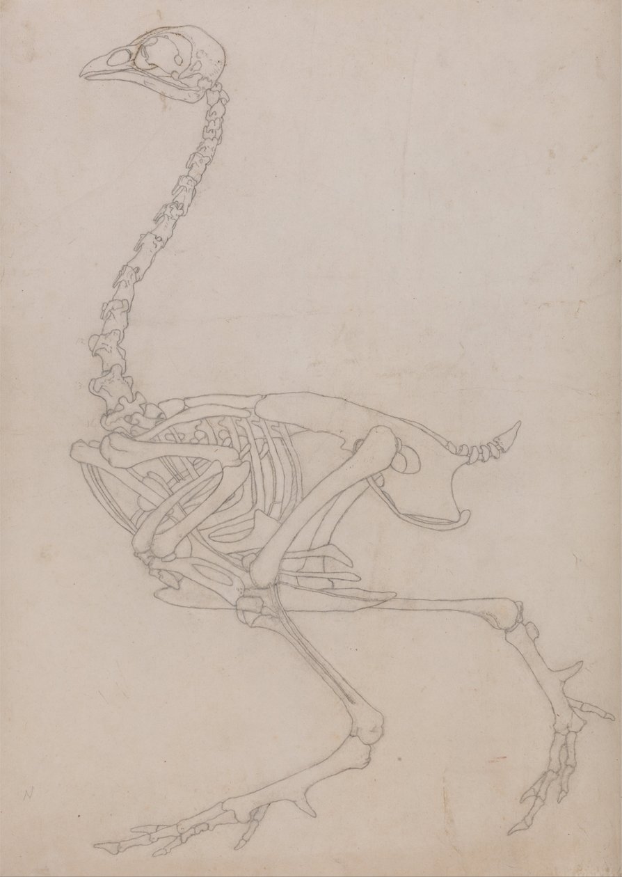 A Comparative Anatomical Exposition of the Structure of the Human Body with That of a Tiger and a Cow by George Stubbs