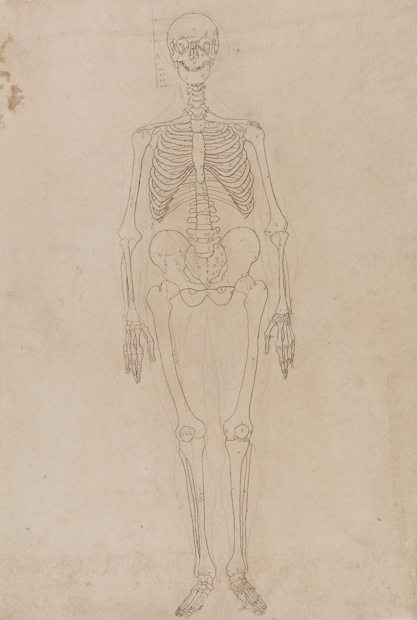 A Comparative Anatomical Exposition of the Structure of the Human Body with That of a Tiger and a Cow by George Stubbs