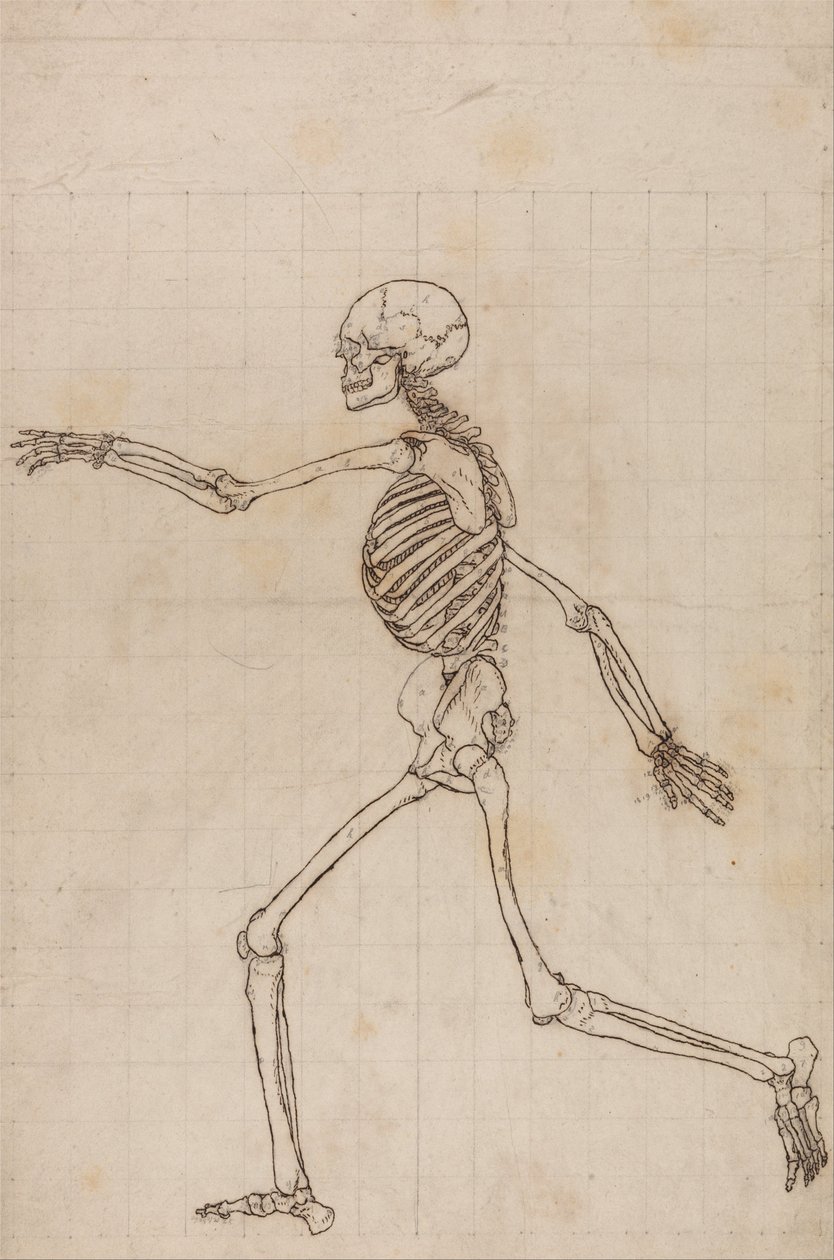 A Comparative Anatomical Exposition of the Structure of the Human Body with that of a Tiger and a Cow by George Stubbs