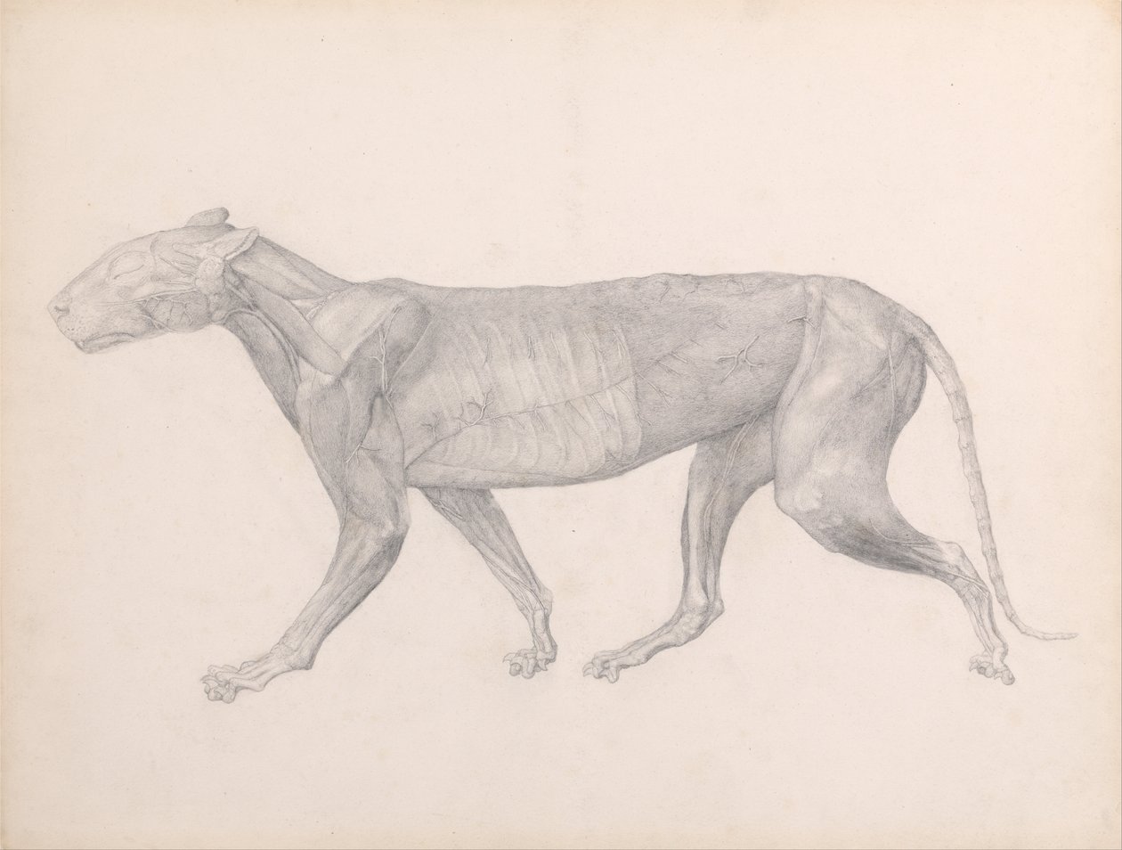 A Comparative Anatomical Exposition of the Structure of the Human Body with that of a Tiger and a Cow by George Stubbs