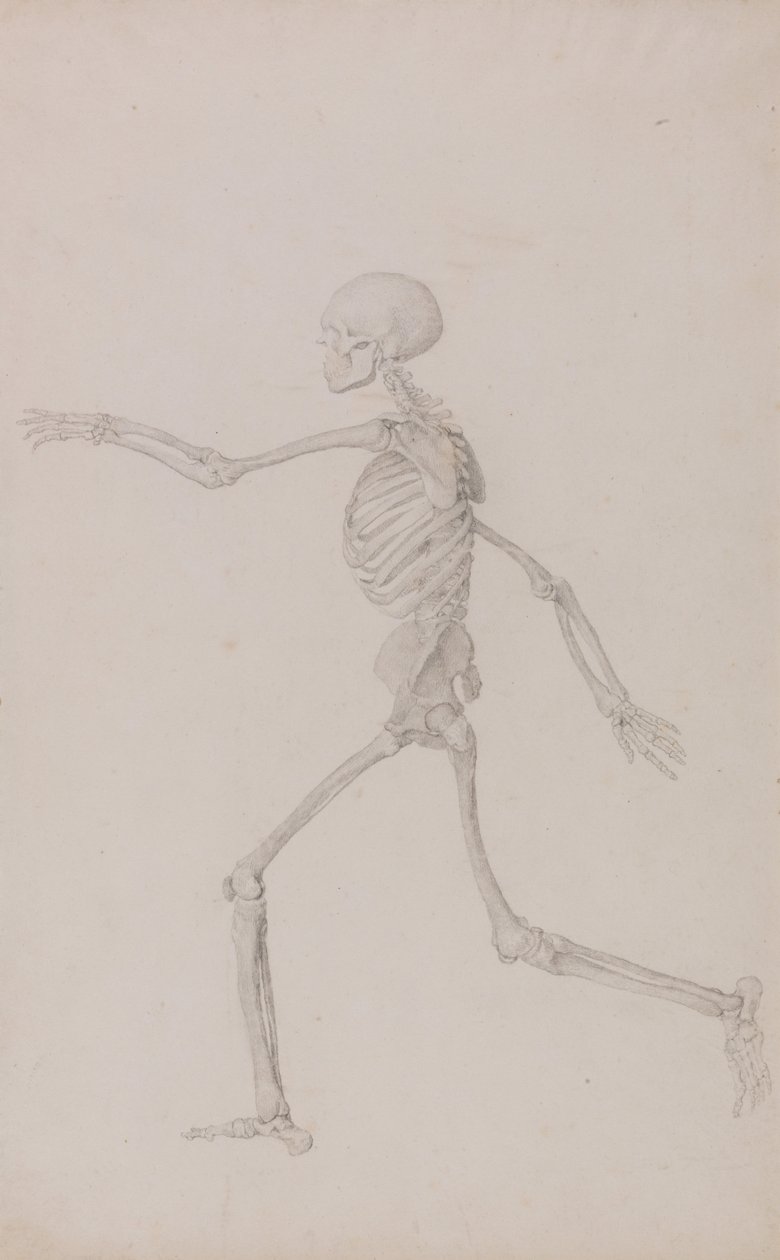 A Comparative Anatomical Exposition of the Structure of the Human Body with that of a Tiger and a Cow by George Stubbs