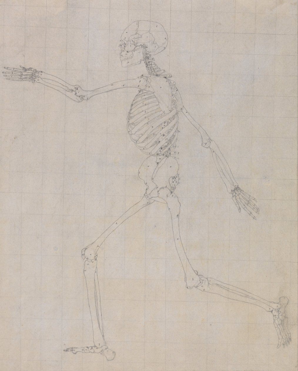 A Comparative Anatomical Exposition of the Structure of the Human Body with that of a Tiger and a Cow by George Stubbs