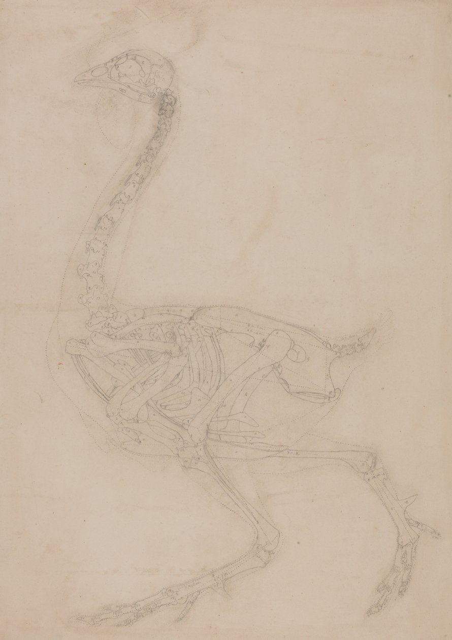 A Comparative Anatomical Exposition of the Structure of the Human Body with That of a Tiger and a Cow by George Stubbs