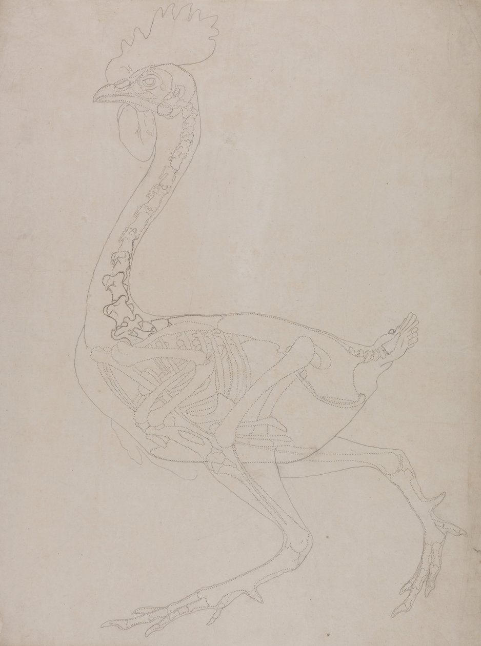 A Comparative Anatomical Exposition of the Structure of the Human Body with that of a Tiger and a Cow by George Stubbs