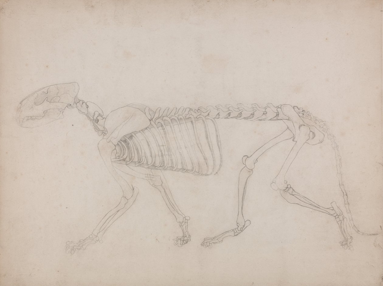 A Comparative Anatomical Exposition of the Structure of the Human Body with that of a Tiger and a Cow by George Stubbs