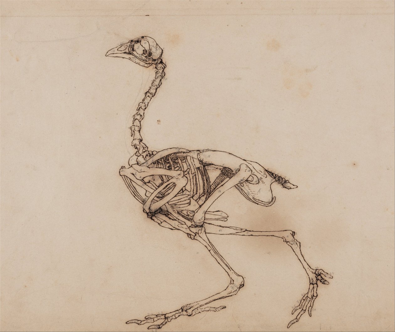 A Comparative Anatomical Exposition of the Structure of the Human Body with that of a Tiger and a Cow by George Stubbs