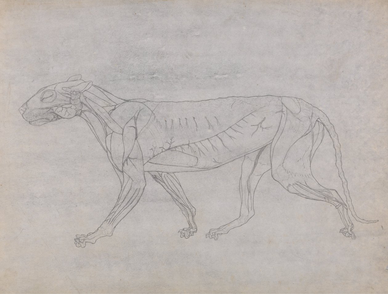 A Comparative Anatomical Exposition of the Structure of the Human Body with that of a Tiger and a Cow by George Stubbs
