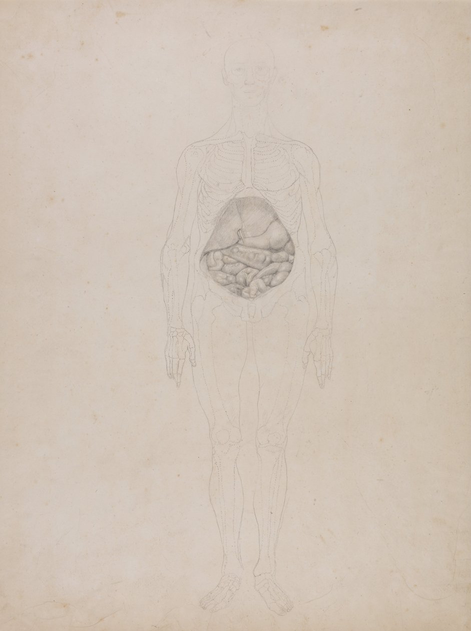A Comparative Anatomical Exposition of the Structure of the Human Body with that of a Tiger and a Cow by George Stubbs
