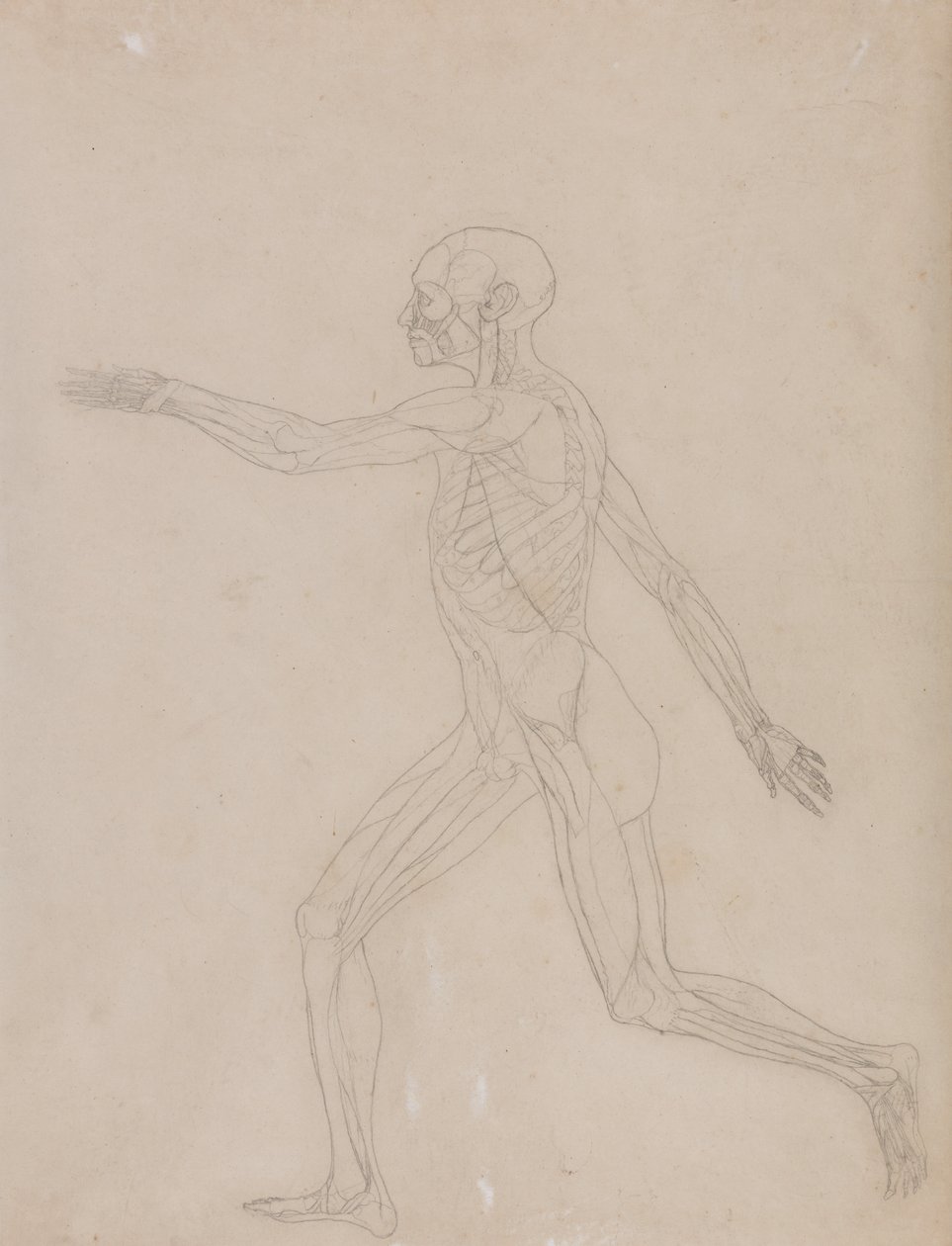 A Comparative Anatomical Exposition of the Structure of the Human Body with that of a Tiger and a Cow by George Stubbs