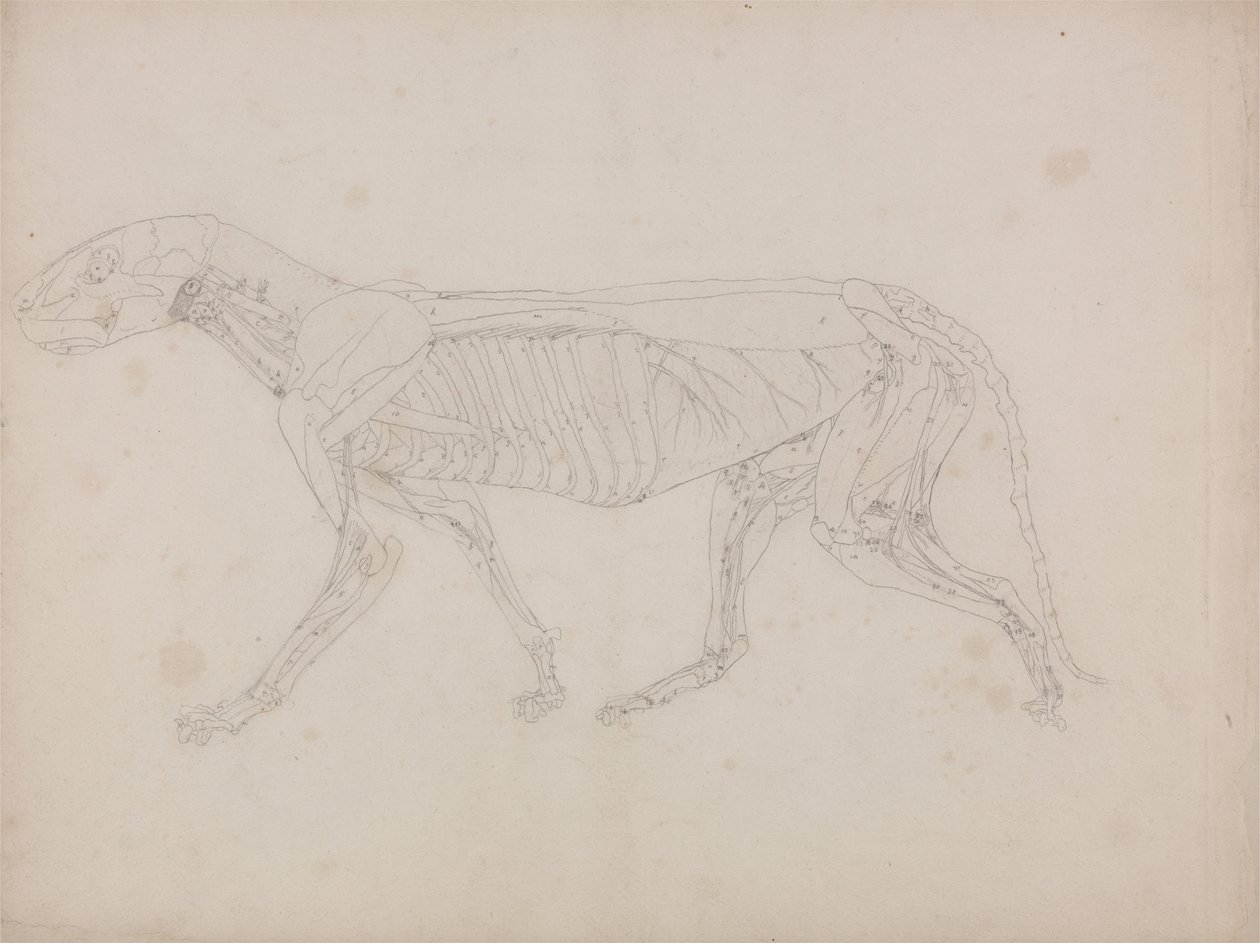A Comparative Anatomical Exposition of the Structure of the Human Body with that of a Tiger and a Cow by George Stubbs