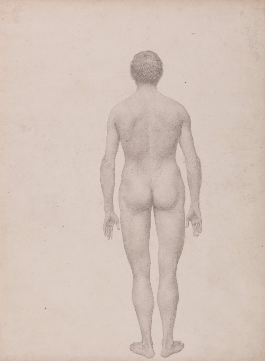 A Comparative Anatomical Exposition of the Structure of the Human Body with that of a Tiger and a Cow by George Stubbs