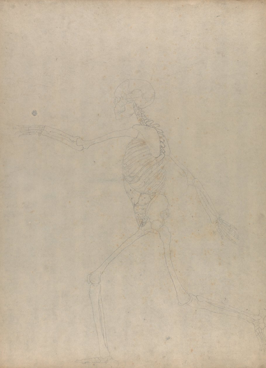 A Comparative Anatomical Exposition of the Structure of the Human Body with that of a Tiger and a Cow by George Stubbs