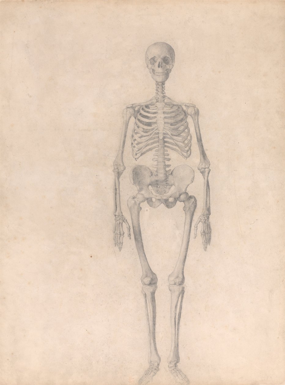 A Comparative Anatomical Exposition of the Structure of the Human Body with that of a Tiger and a Cow by George Stubbs