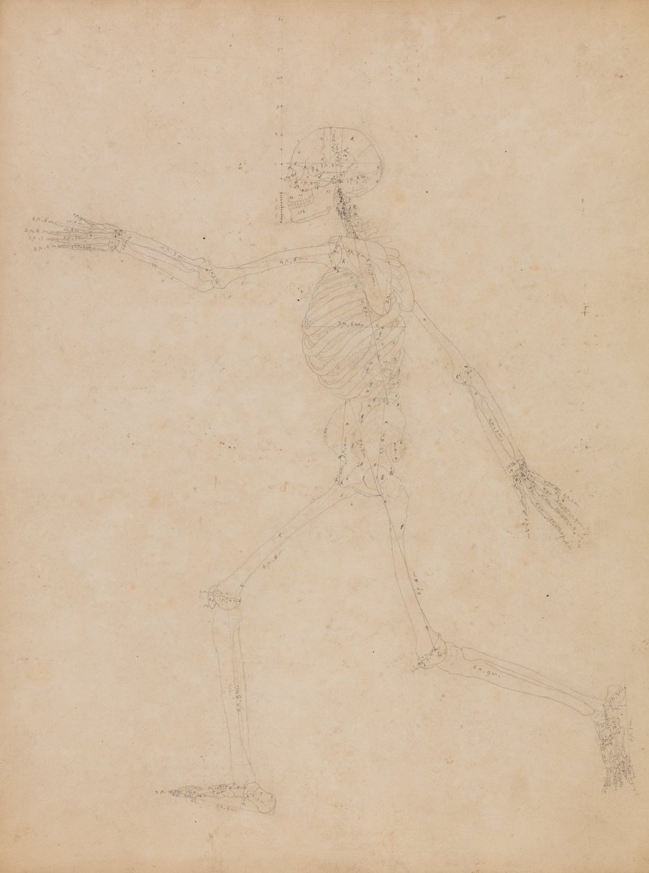 A Comparative Anatomical Exposition of the Structure of the Human Body with that of a Tiger and a Cow by George Stubbs