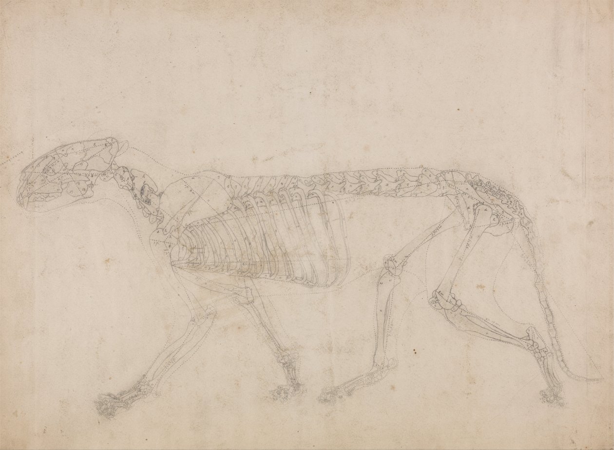 A Comparative Anatomical Exposition of the Structure of the Human Body with that of a Tiger and a Cow by George Stubbs