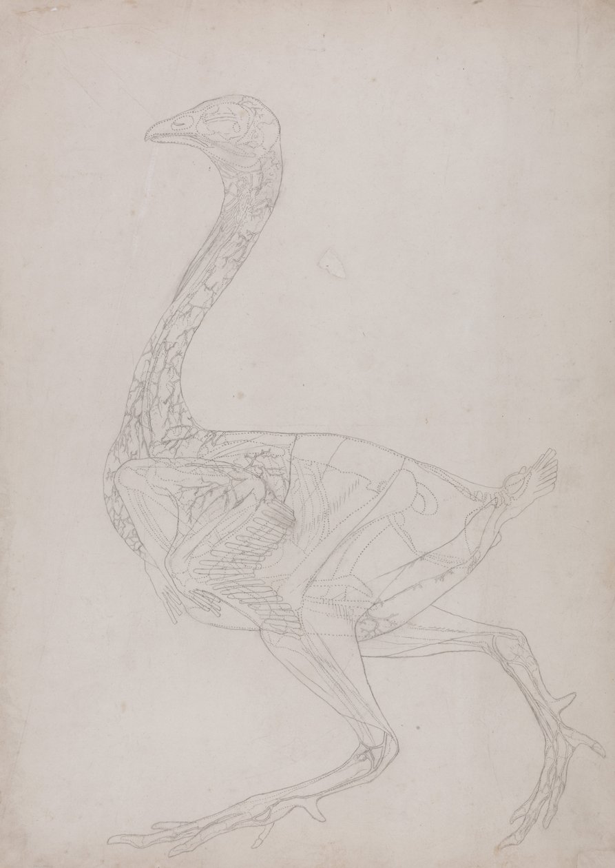 A Comparative Anatomical Exposition of the Structure of the Human Body with that of a Tiger and a Cow by George Stubbs
