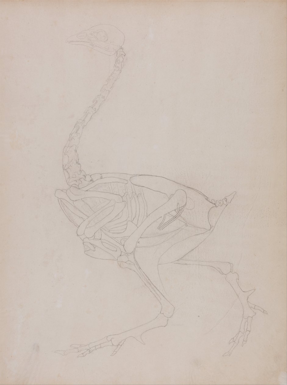 A Comparative Anatomical Exposition of the Structure of the Human Body with that of a Tiger and a Cow by George Stubbs
