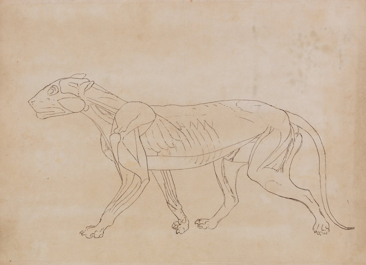 A Comparative Anatomical Exposition of the Structure of the Human Body with that of a Tiger and a Cow by George Stubbs