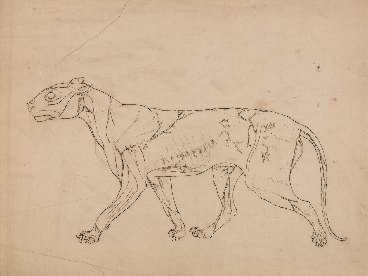 A Comparative Anatomical Exposition of the Structure of the Human Body with That of a Tiger and a Cow by George Stubbs