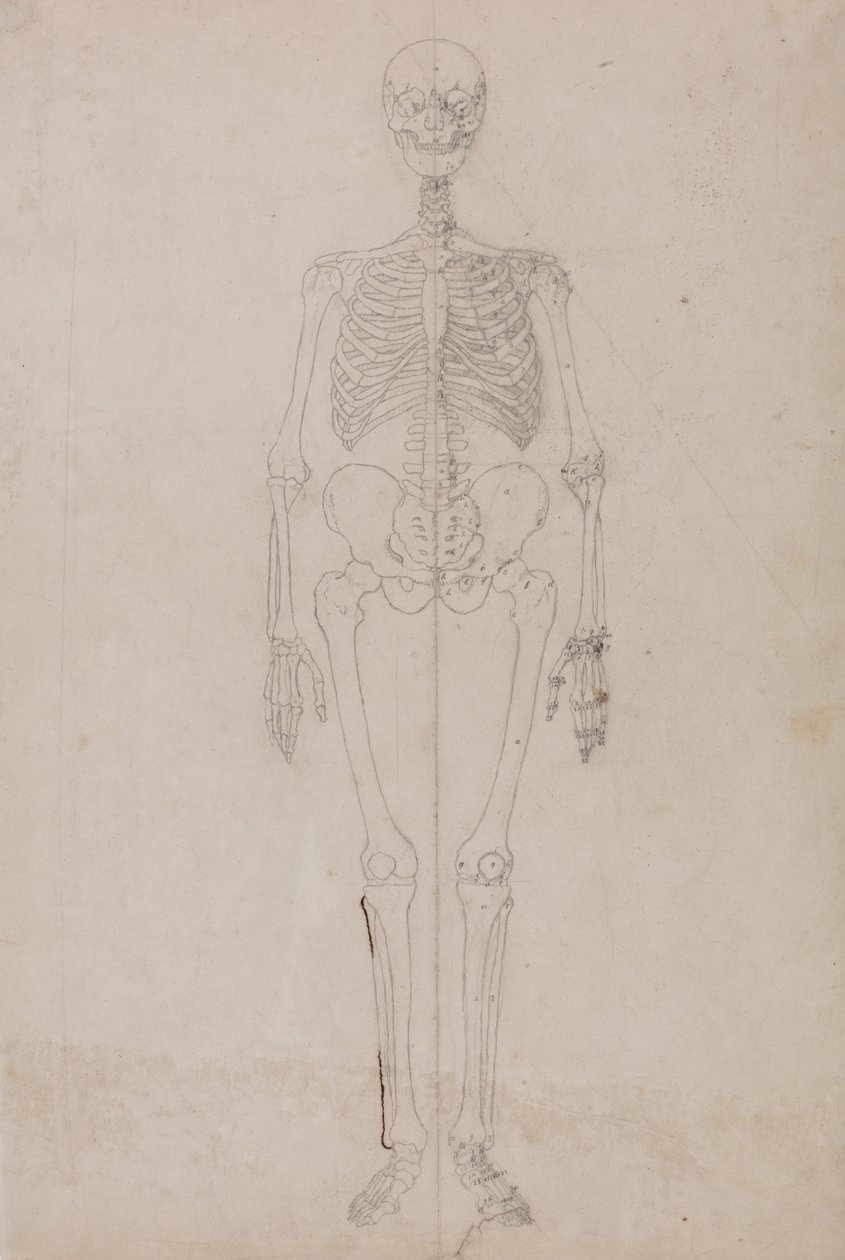 A Comparative Anatomical Exposition of the Structure of the Human Body with That of a Tiger and a Cow by George Stubbs