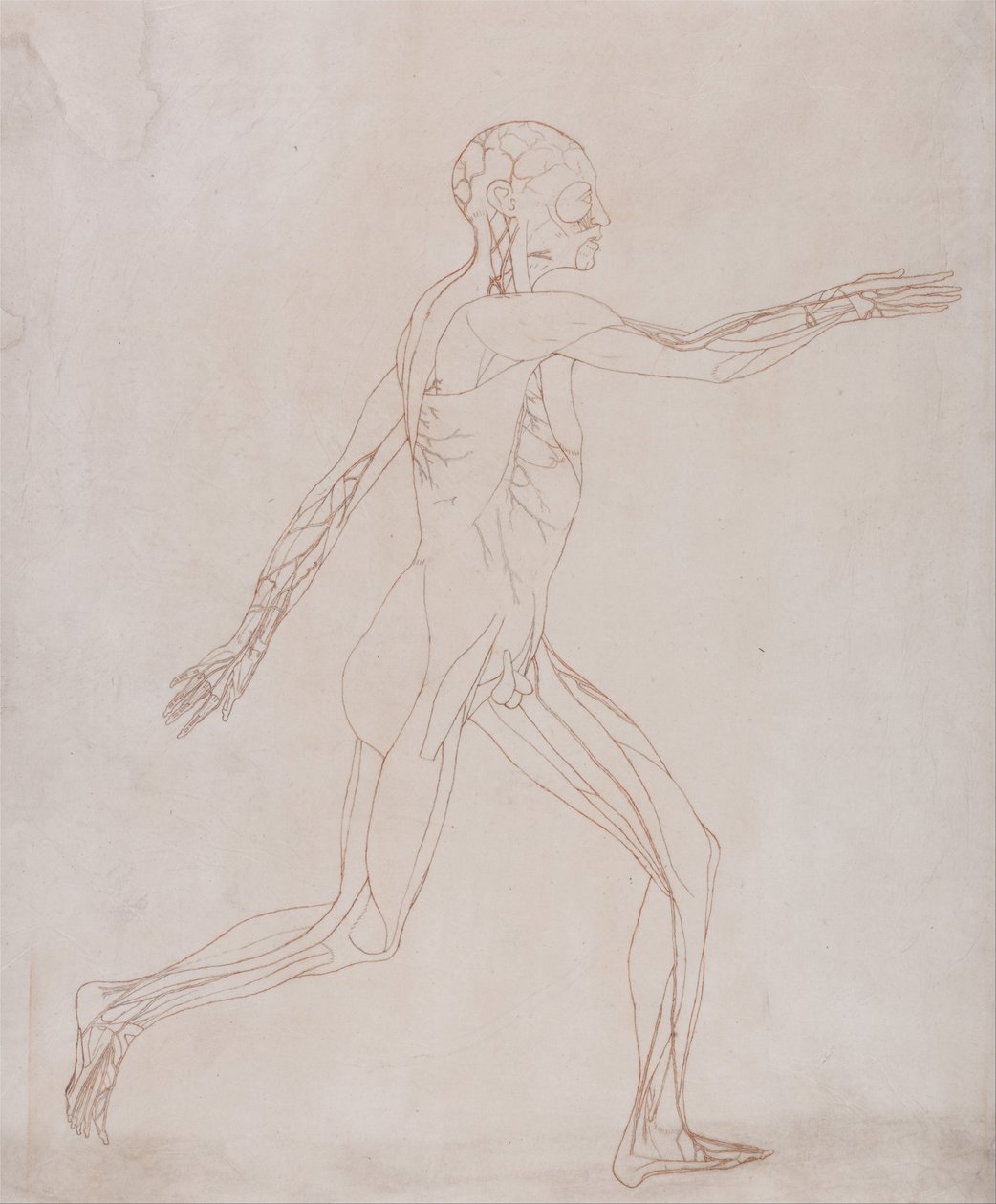 A Comparative Anatomical Exposition of the Structure of the Human Body with That of a Tiger and a Cow by George Stubbs