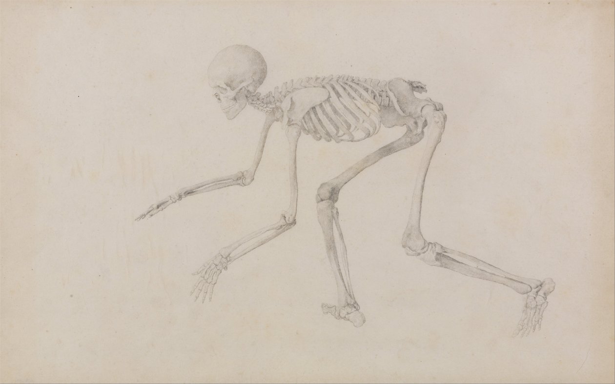 A Comparative Anatomical Exposition of the Structure of the Human Body with that of a Tiger and a Cow by George Stubbs
