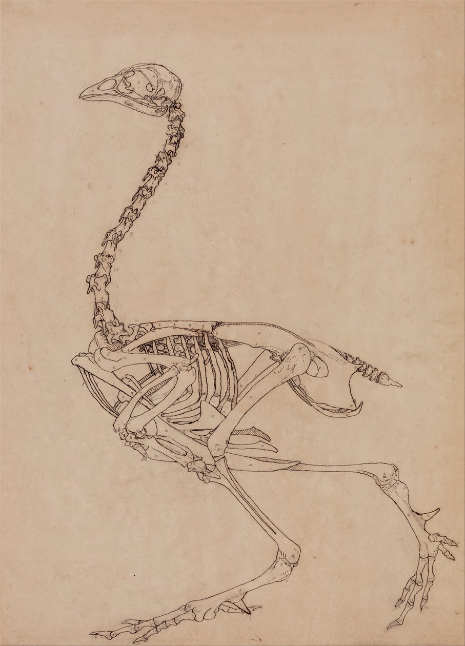 A Comparative Anatomical Exposition of the Structure of the Human Body with That of a Tiger and a Cow by George Stubbs
