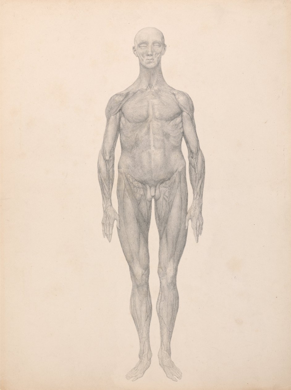 A Comparative Anatomical Exposition of the Structure of the Human Body with That of a Tiger and a Cow by George Stubbs