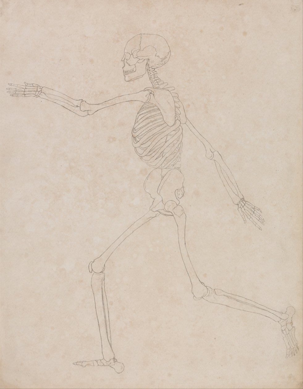 A Comparative Anatomical Exposition of the Structure of the Human Body with That of a Tiger and a Cow by George Stubbs