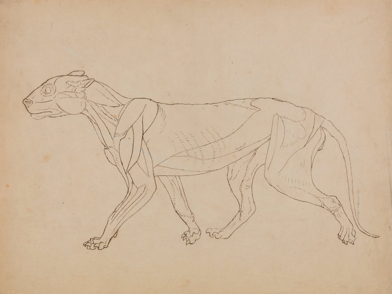 A Comparative Anatomical Exposition of the Structure of the Human Body with that of a Tiger and a Cow by George Stubbs