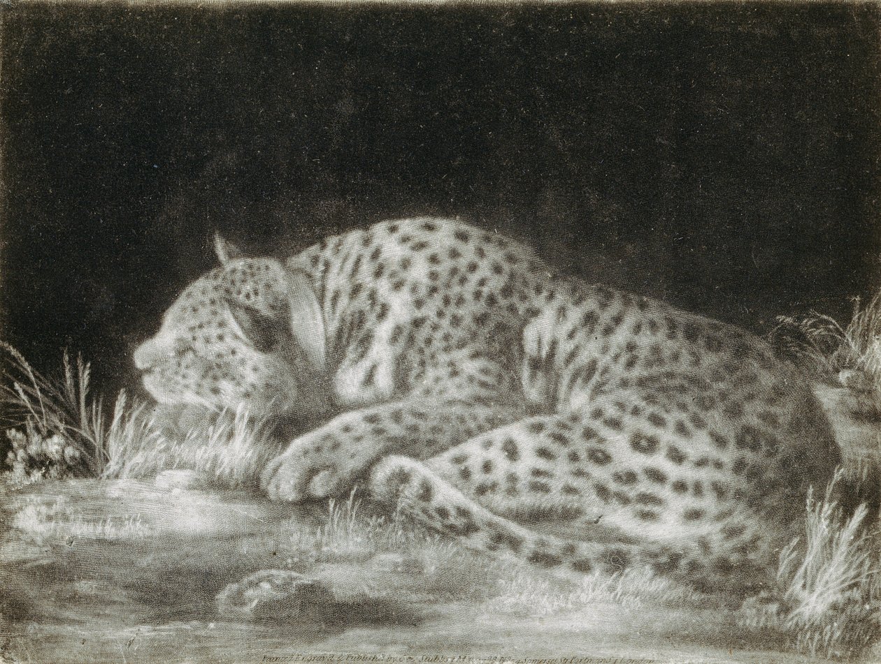 A Tyger (A Sleeping Cheetah) by George Stubbs