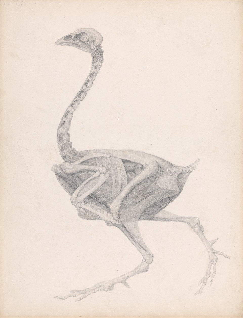 A Comparative Anatomical Exposition of the Structure of the Human Body of an Ostrich by George Stubbs
