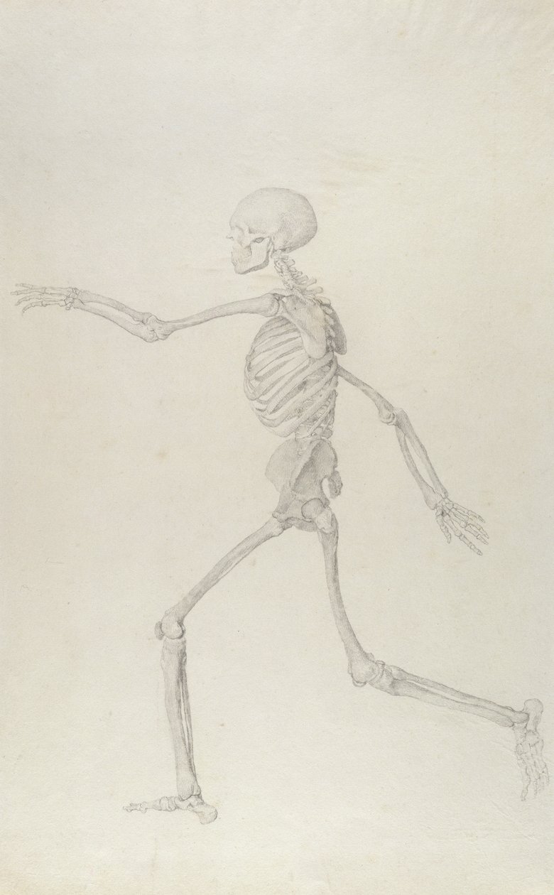 Human Skeleton, Lateral View seen from the Left, Running, illustration from 