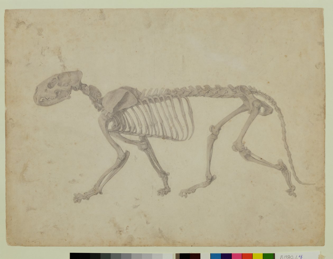 Lateral View of a Tiger Skeleton, finished study for Table IV of 