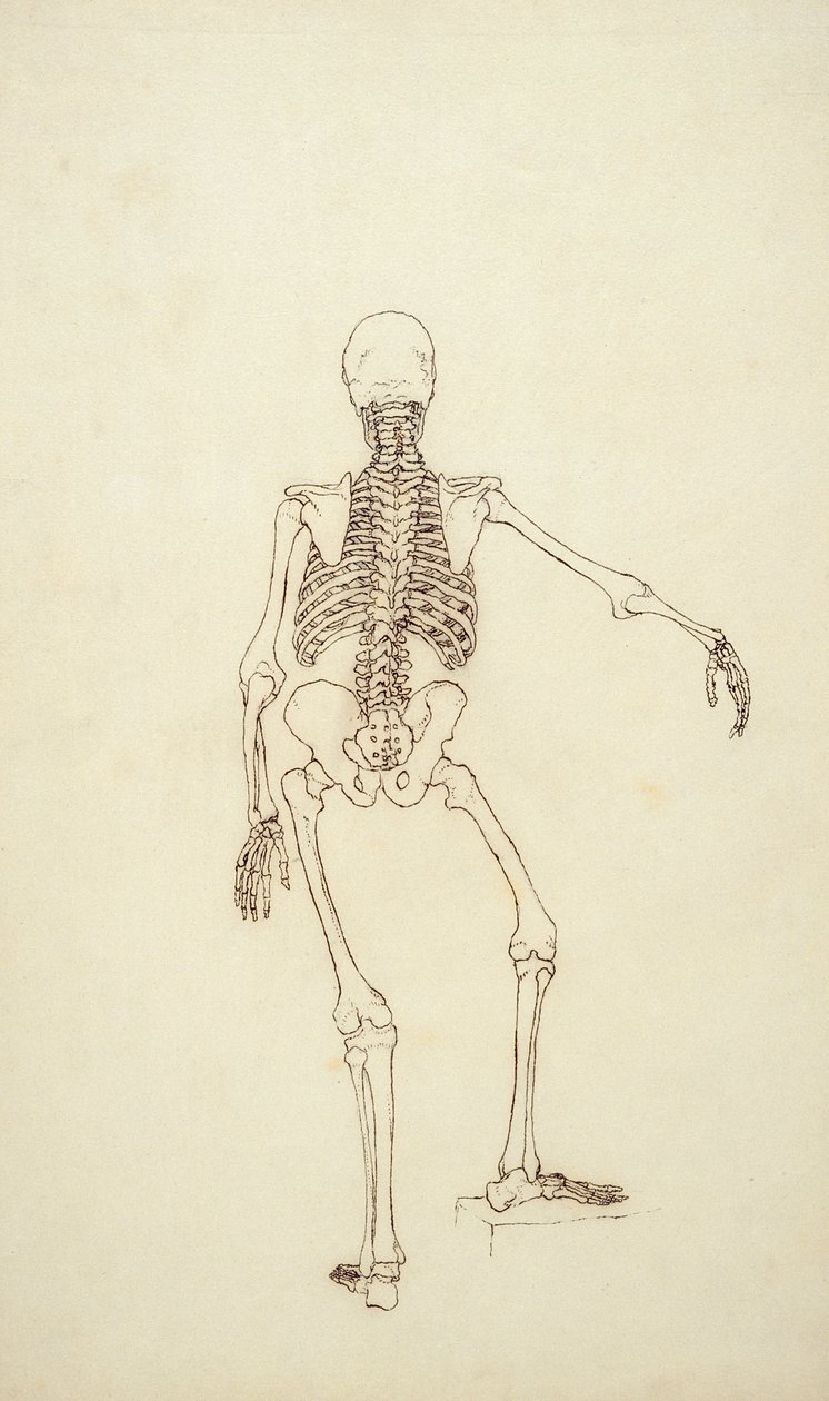 Study of the Human Figure, Posterior View, from 