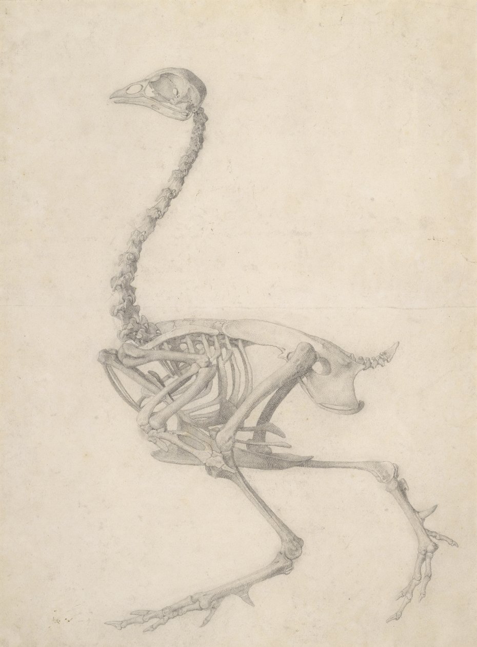 The Skeleton of a Fowl, from the series 
