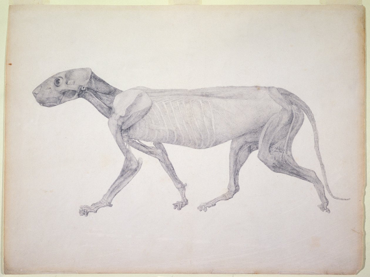 Tiger: Lateral View, Partially Dissected, from the series 