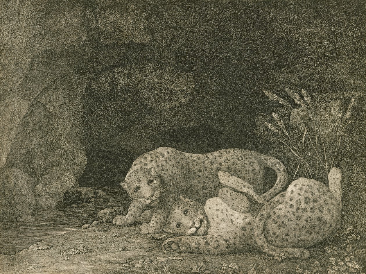 Tygers at Play, Engraved by the Artist, pub. 1789 by George Stubbs